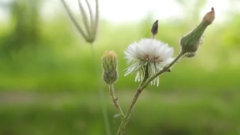 Selective Focus Of white tiny Flower with green blurred background 4K 60fps Stock Footage 295196054