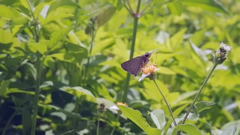 Selective Focus Of white tiny Flower with green blurred background 4K 60fps Stock Footage 295196081
