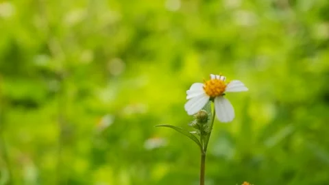 Selective Focus Of white tiny Flower with green blurred background 4K 60fps Stock Footage 295196217