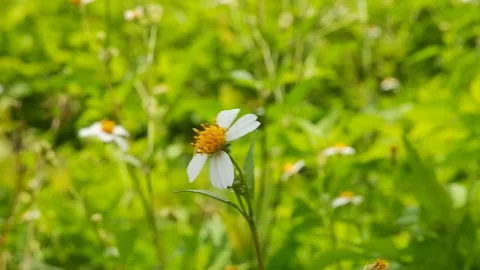 Selective Focus Of white tiny Flower with green blurred background 4K 60fps Stock Footage 295196226