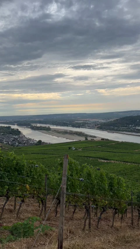 Selective focus wide vineyard panorama from the hills above rdesheim Stock Footage 345149820