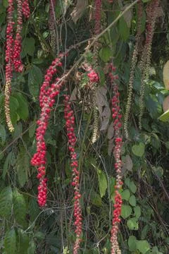 Selective focus of wild berries Stock Photos