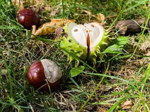 Selective focus of wild chestnuts falling on green grass in the forest. Stock Photos
