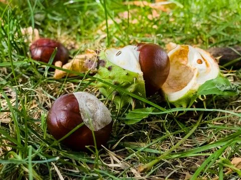 Selective focus of wild chestnuts falling on green grass in the forest. Che.. Stock Photos