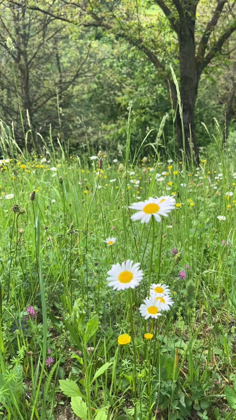 Selective focus wild daisy meadow in summer nature 動画素材 335589794