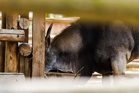 Selective focus wild donkey standing Stock Photos
