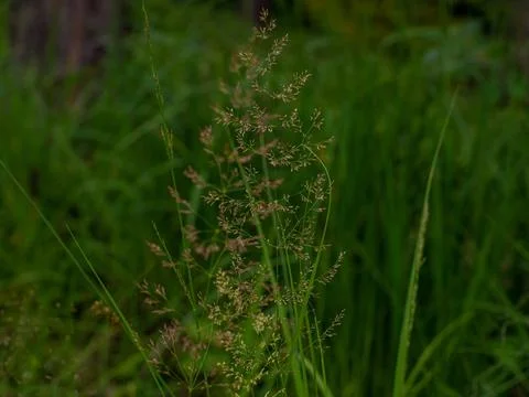 Selective focus of wild grass flower on the field in summer, Agrostis, bent.. Stock Photos