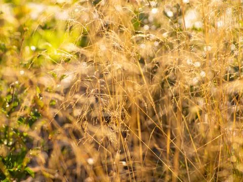 Selective focus of wild grass flower on the summer field, Deschampsia cespito Stock Photos