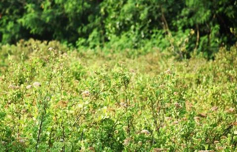 Selective focus of wild green grass, with blurry green grass as background Stock Photos