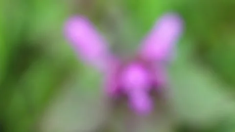 Selective focus on wild spring nettle toten Lila green plant Stock Footage 153138762
