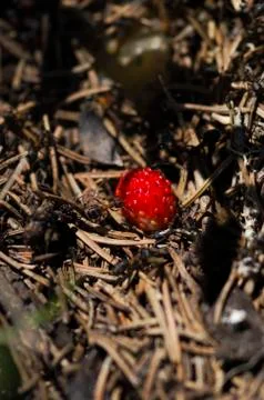 Selective focus on a wild strawberry in an anthill Stock Photos