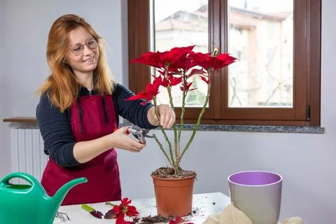 Selective focus woman lovingly pruning red Christmas flower Poinsettia in the Stock Photos