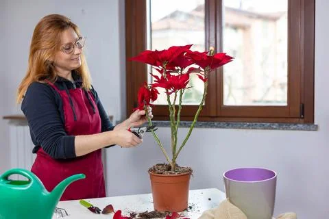 Selective focus woman in red apron lovingly pruning flower Poinsettia.Home Stock Photos