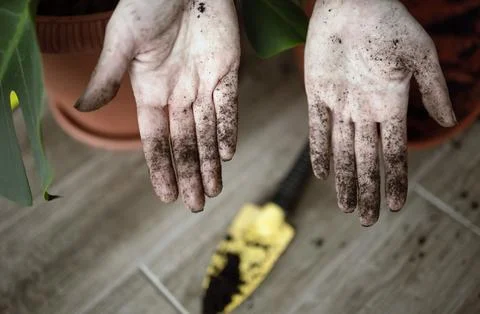 Selective focus on a woman's hands in close-up in the ground and soil after Stock Photos