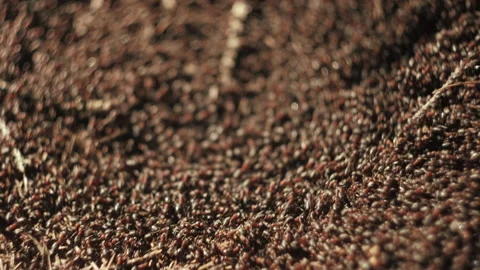 Selective focus of work and life of forest ants in an anthill at spring day Stock Footage 237602911