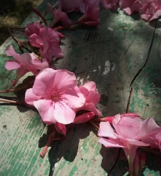 Selective focus, a wreath of pink oleander flowers with Burgundy buds lies on Stock Photos