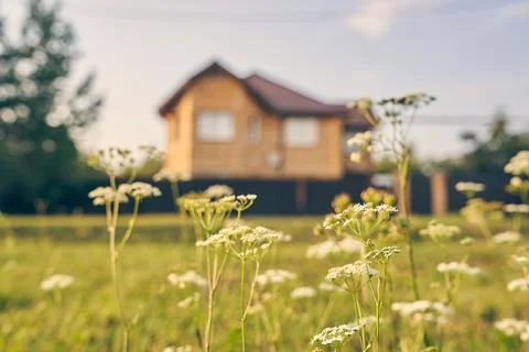 Selective focus on yarrow, blooming on the background of a country house. The Fotos de archivo