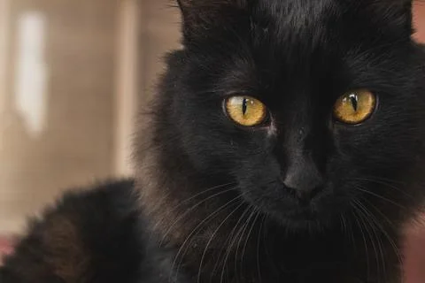 Selective focus of a yellow eyed black cat staring at camera with a deep gaze Stock Photos