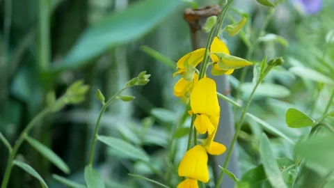 Selective focus of yellow flowers of Indian or Sunn hemp, Crotalaria Juncea Stock Footage 103551574