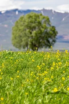 Selective Focus on Yellow Flowers in Spring Meadow Stock-Fotos