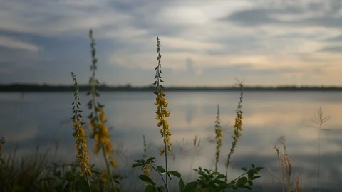 Selective focus on yellow grass flower with the reflection of sunset in river Stock Footage 116433158