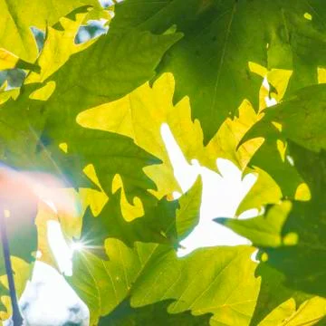 Selective focus yellow maple leaf on a background of blue sky Foto stock