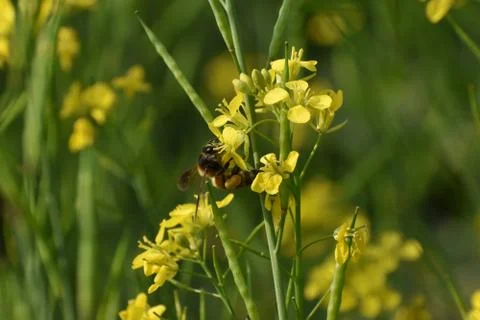 Selective Focus Of Yellow Mustard Flowers with a bee sitting On Green Colored Stock Photos