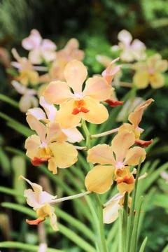 Selective focus yellow orchid in the garden Stock Photos