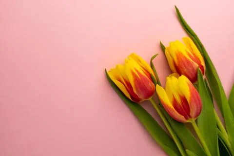 Selective focus, yellow-red tulips for women's holiday Stock Photos