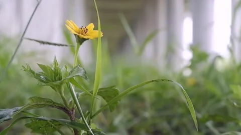 Selective Focus Of Yellow wild Flower under the bridge 4K 60fps Stock Footage 295196232
