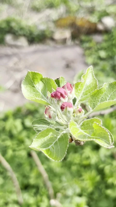 Selective focus young apple buds in early blooming stage Stock Footage 334328242