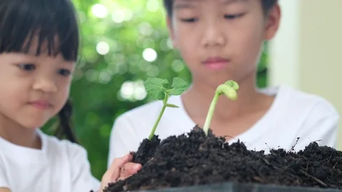 Selective focus at young asian boy and girl hand carry young seedling pla Stock Footage 127218595