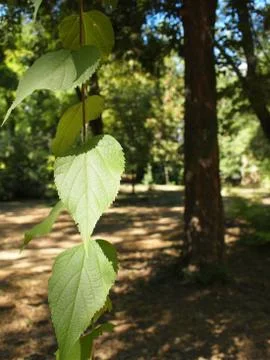 Selective focus on a young branch of a tree with leaves Stock Photos