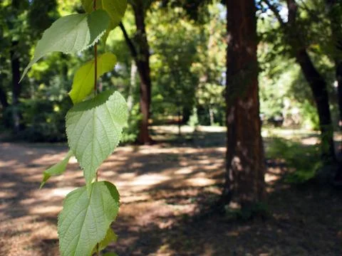 Selective focus on a young branch of a tree with leaves Stock Photos