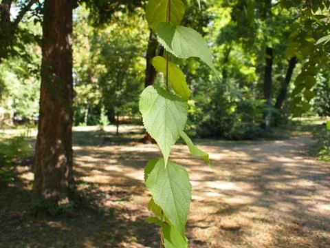 Selective focus on a young branch of a tree with leaves Stock Photos