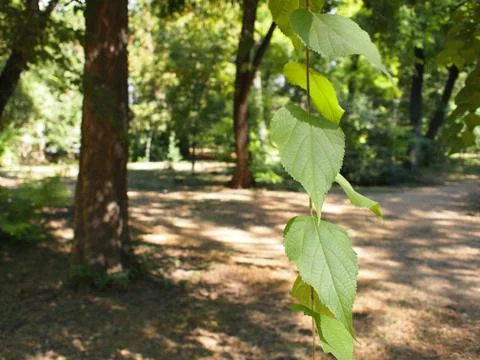 Selective focus on a young branch of a tree with leaves Stock Photos