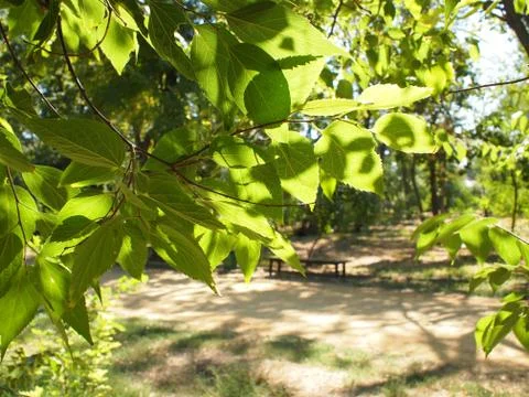 Selective focus on a young branch of a tree with leaves on blurred background Stock Photos