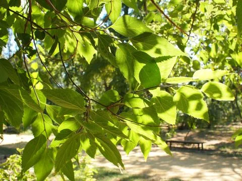 Selective focus on a young branch of a tree with leaves on blurred background Stock Photos