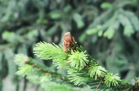 Selective focus young fir cone on branch with light green needles. Stock Photos