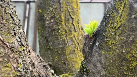 Selective focus young growth on old tree trunk Stockbeeldmateriaal 334330042