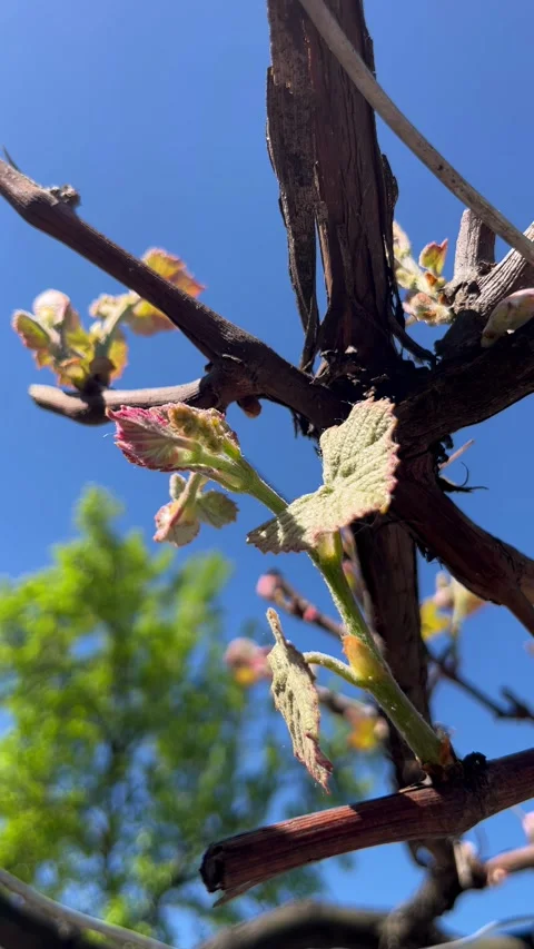 Selective focus young leaves emerging on vineyard grapevine branch Stockbeeldmateriaal 334327234