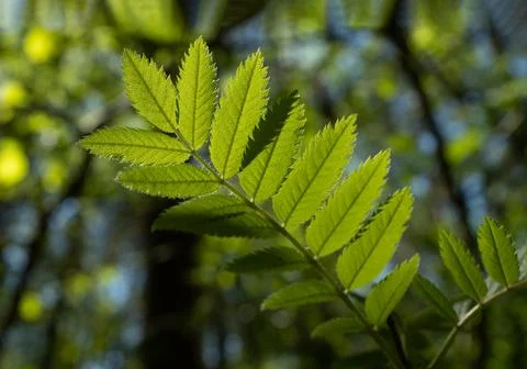 Selective focus of young rowan leaf opposite the sunlight on blured backgroun Stock Photos
