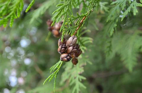 Selective focus young thuja cone  on branch with light green needles. Stock Photos