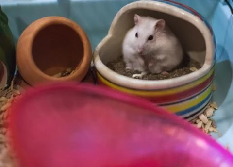 Selective Focused Cute White Winter White Dwarf Hamster Using Hamster Toilet. Stock Photos