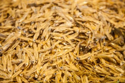 Selective focused on small sun dried cooked minnow, sprat and anchovy  assort Stock Photos