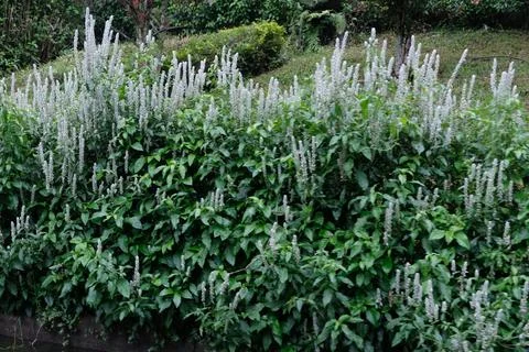 Selective focused of squirrel's tail or paper plume (Justicia betonica) Foto stock