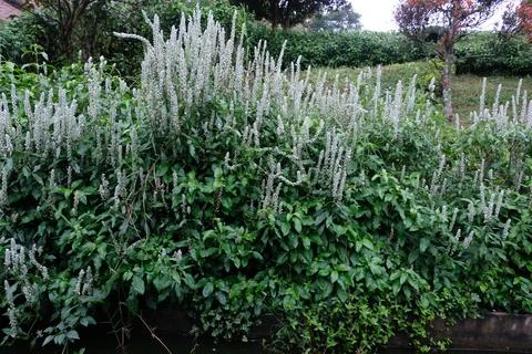 Selective focused of squirrel's tail or paper plume (Justicia betonica). Stock Photos