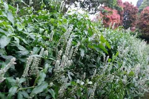 Selective focused of squirrel's tail or paper plume (Justicia betonica). Foto stock