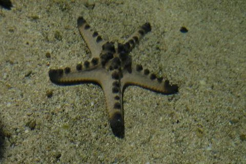 Selective focused of a starfish resting on the shallow tide pool. Stock Photos