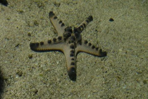 Selective focused of a starfish resting on the shallow tide pool. Stock Photos